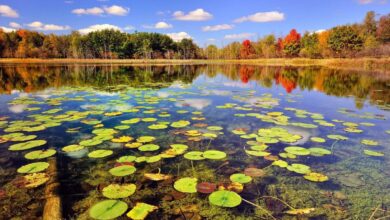 أماكن يجب زيارتها في جيلان: دليل كامل جيلان